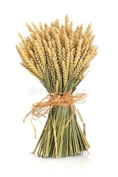 a bunch of wheat stalks tied with twine