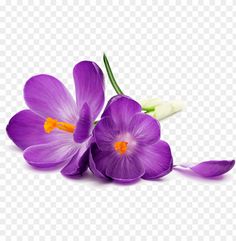 purple flowers on a white background, with one flower in the center and two petals at the bottom