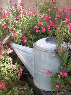 a watering can with pink flowers growing out of it