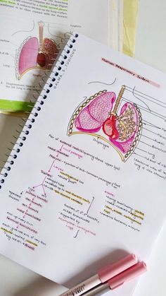 Class11 Biology Notes, Lung Anatomy Aesthetic, Anatomy And Physiology Heart Notes, Anesthesiology Notes, Reproduction In Animals Notes, Lungs Notes, Bio Notes Ideas, Breathing And Exchange Of Gases Notes, Alveoli Anatomy