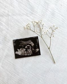 a plant with white flowers on it sitting next to a small black and white photo