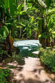 a river surrounded by lush green plants and trees in the middle of a jungle area