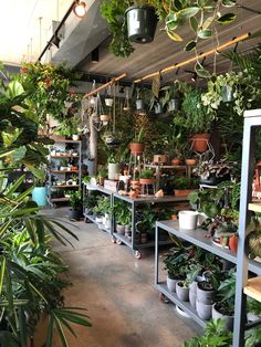 a room filled with lots of potted plants