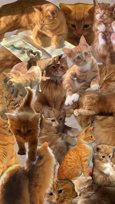 a collage of many cats all together