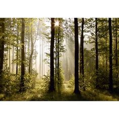 sunlight shining through the trees in a forest