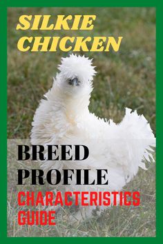 a white chicken standing on top of a grass covered field with the words silke chicken breed profile characteristics guide