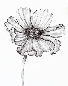 a black and white drawing of a single flower on a white background with the petals still attached