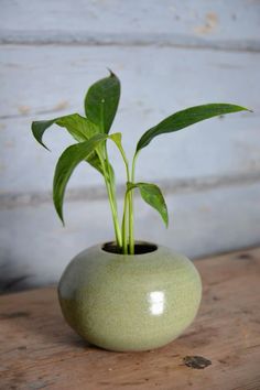 a green plant in a round vase on a wooden table