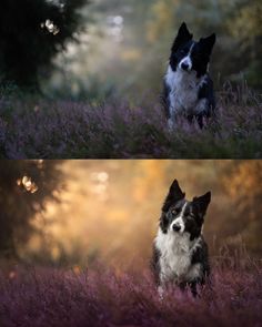 two pictures of a dog sitting in the middle of a field with purple flowers and trees