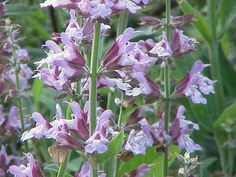 some very pretty purple flowers in the grass