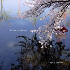 the reflection of cherry blossom trees in water