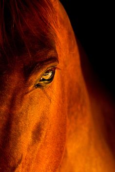 a close up of a horse's face with the words dare to dream