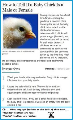 an article about how to tell if a baby chick is a male or female chicken