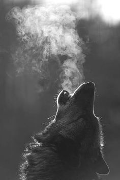 Perro aullando🐶 The One You Feed, Lone Wolf Quotes, Nature Photography Trees, American Quotes, Indian Quotes, Two Wolves, Native American Traditions, Native American Quotes, Wolf Quotes