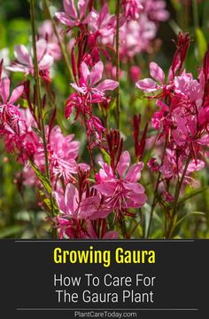 pink flowers with the title growing gaura how to care for the gaura plant