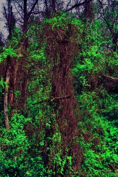 the trees are covered with green leaves in the forest, and it is hard to tell what color they are