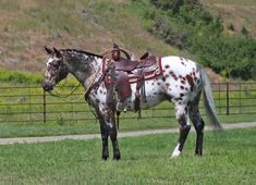 a brown and white horse standing on top of a lush green field