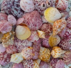 many different colored seashells are in a basket