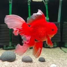 a red and white fish in an aquarium