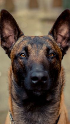 a brown and black dog is looking at the camera