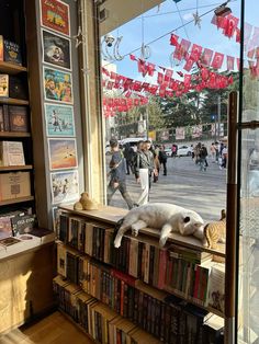 a cat laying on top of a bookshelf next to a window