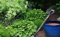 there is a blue pot and a shovel in the grass next to some bushes with green leaves