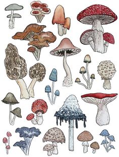 a bunch of different types of mushrooms on a white background