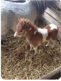 two miniature horses standing next to each other on some dry grass in a barn filled with hay