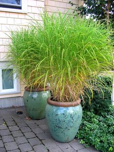 two large potted plants sitting next to each other on a brick walkway in front of a house