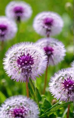 purple and white dandelions in the middle of a field with green grass behind them