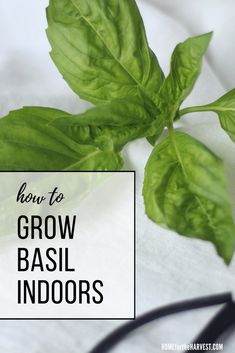 some green basil leaves on top of a white sheet with the words how to grow basil indoors