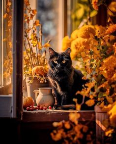 Regard Animal, Fall Cats, Image Chat, Autumn Magic, Season Of The Witch, Autumn Scenery, Fall Pictures, Autumn Cozy, Fall Wallpaper