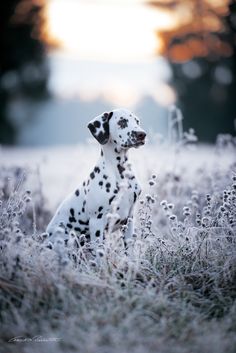 a dalmatian dog sitting in the middle of a field with frost on it