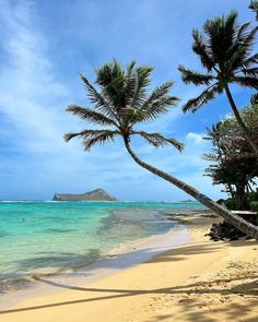 two palm trees on the beach with clear blue water