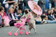 a pug dog pushing a pink stroller with an umbrella in front of a crowd