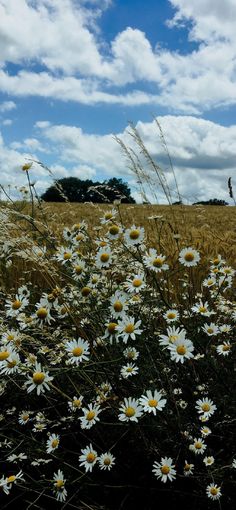 a field full of white daisies under a cloudy blue sky