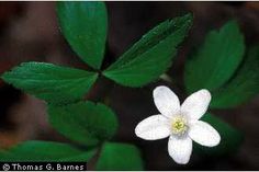 a white flower with green leaves in the background