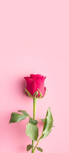 a single pink rose sitting on top of a green leafy plant against a pink background