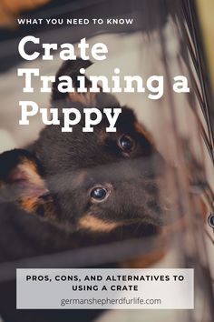 a puppy peeking out from behind a fence with the words, what you need to know crate training a puppy