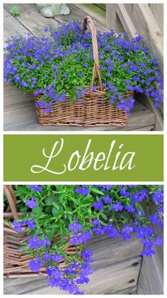 two baskets filled with blue flowers sitting on top of a wooden table next to each other