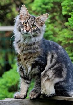 a cat sitting on top of a wooden table next to trees and bushes in the background