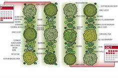 a garden plan with different plants and trees