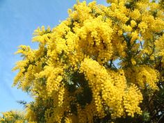 the yellow flowers are blooming on the tree