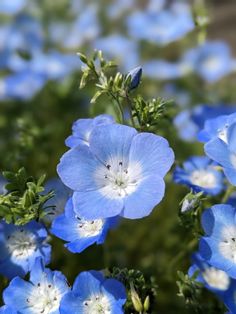 blue and white flowers with green leaves in the background