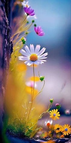 colorful flowers are growing out of the ground