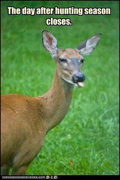 a deer that is standing in the grass with it's mouth open and tongue out