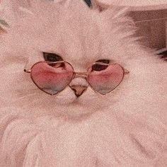 a white cat wearing heart shaped sunglasses with the word interest written on it's face