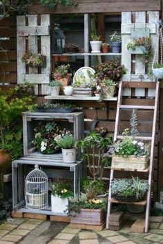 an assortment of potted plants on display in front of a wooden wall with ladder