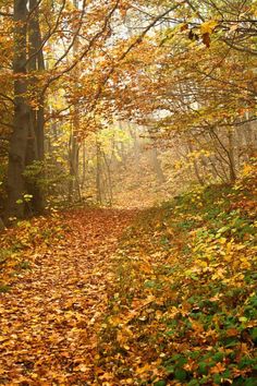 a path in the woods with lots of leaves on it