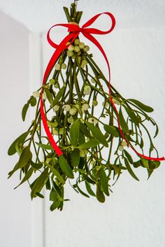 a bunch of mist hanging from a red ribbon on a white wall with green leaves and berries